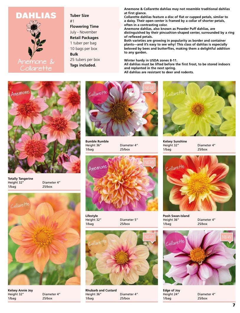 A.D.R. Bulbs Summer Flowering Bulbs Catalog Weekly Ad January 1 - December 31, 2026