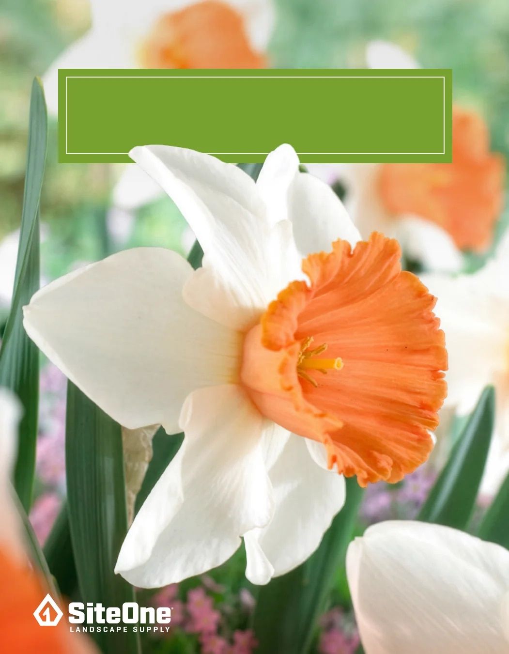 SiteOne Landscape Supply Spring Bulb Catalog Weekly Ad January 1 - December 31, 2026