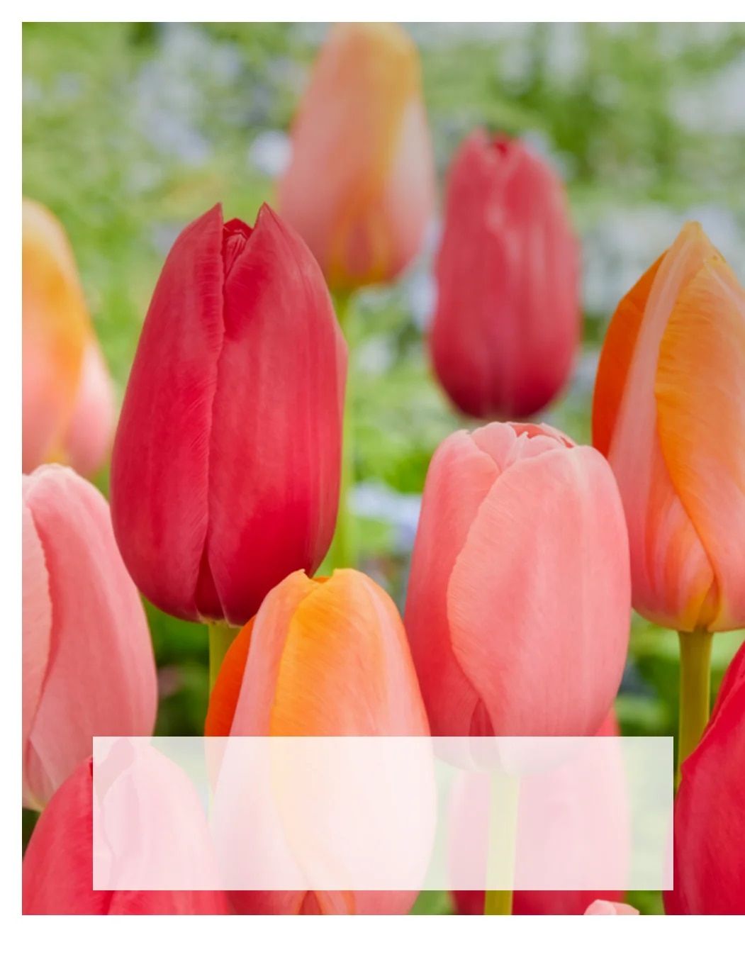SiteOne Landscape Supply Spring Bulb Catalog Weekly Ad January 1 - December 31, 2026
