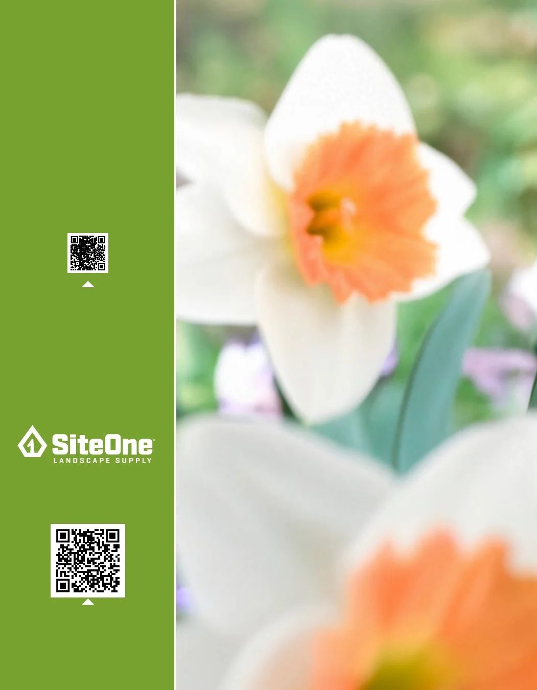 SiteOne Landscape Supply Spring Bulb Catalog Weekly Ad January 1 - December 31, 2026