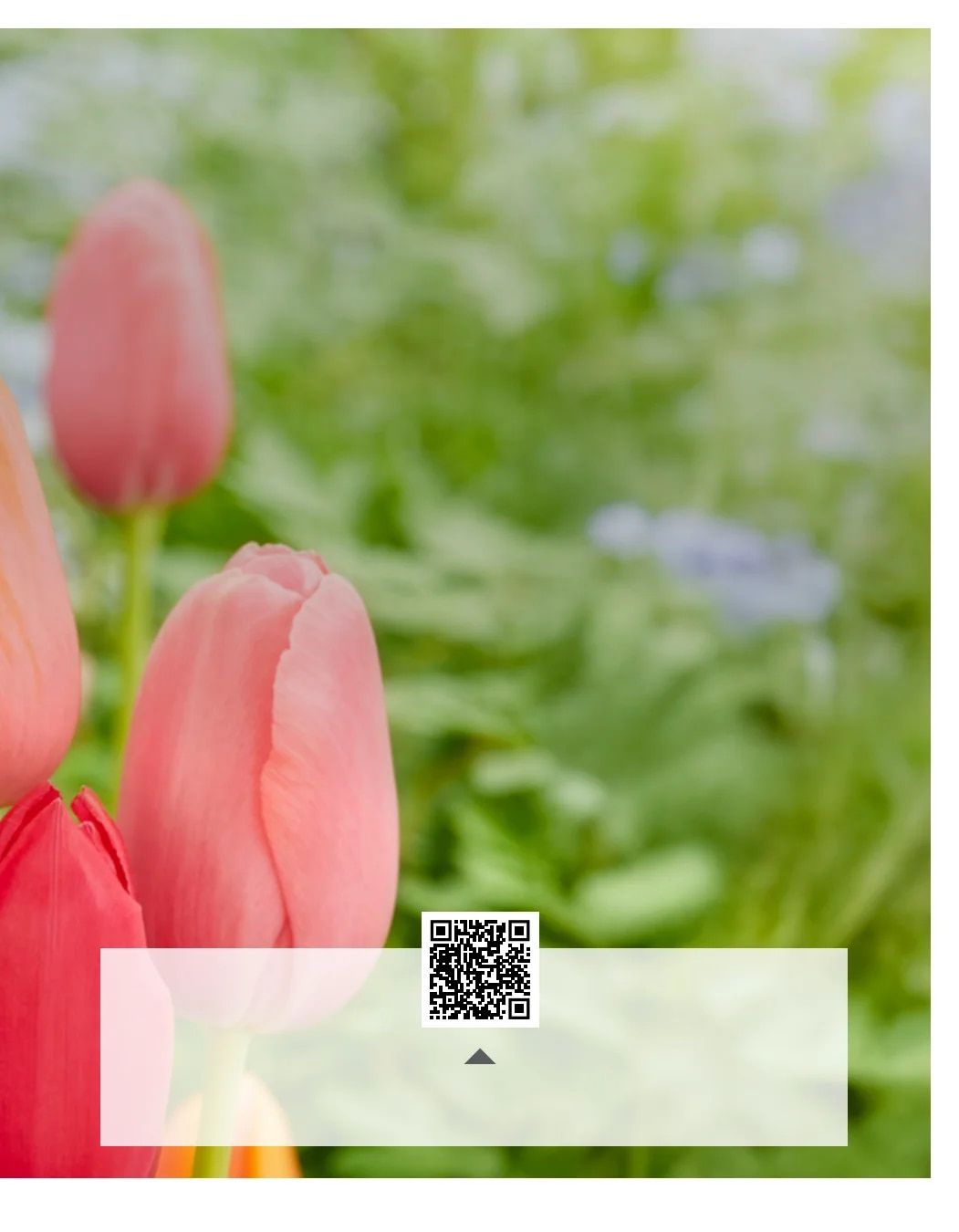 SiteOne Landscape Supply Spring Bulb Catalog Weekly Ad January 1 - December 31, 2026