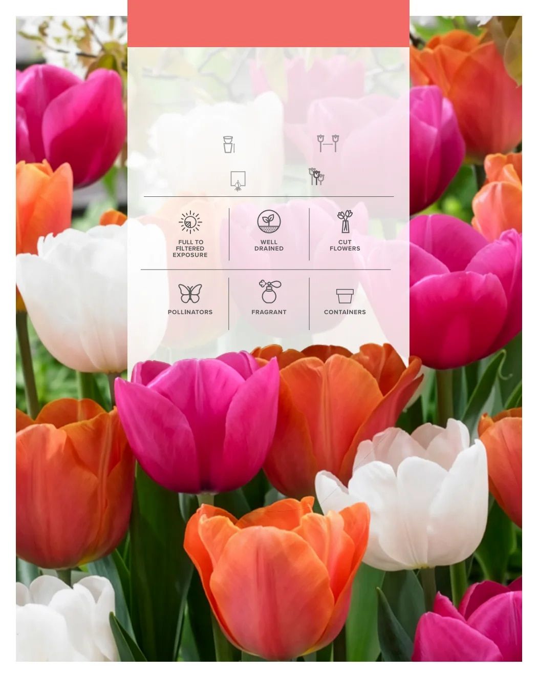 SiteOne Landscape Supply Spring Bulb Catalog Weekly Ad January 1 - December 31, 2026