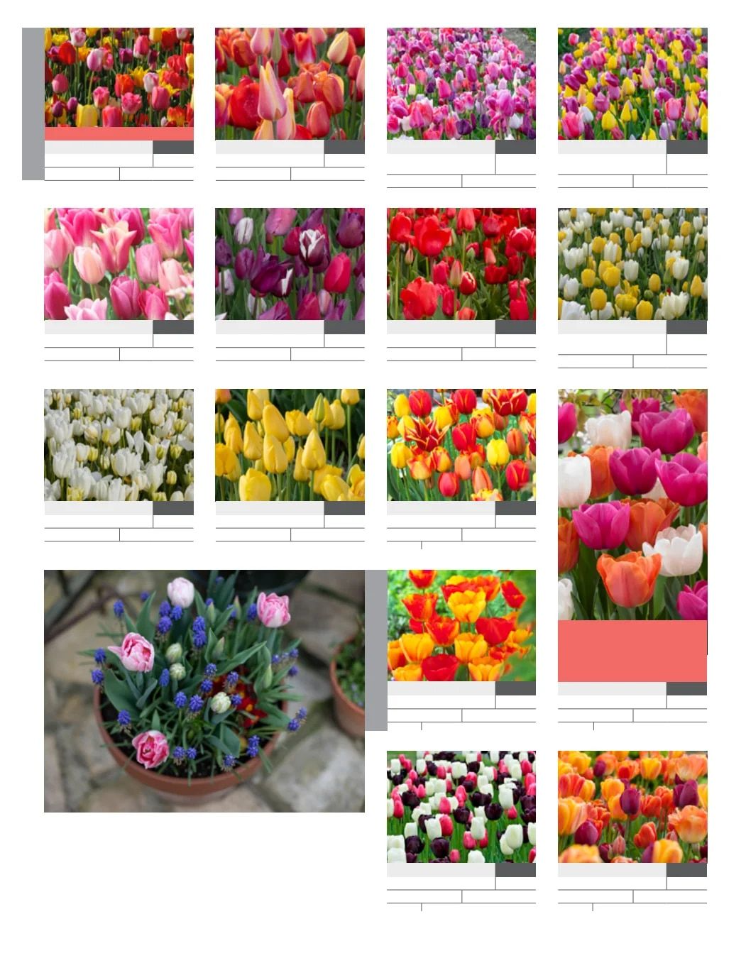 SiteOne Landscape Supply Spring Bulb Catalog Weekly Ad January 1 - December 31, 2026