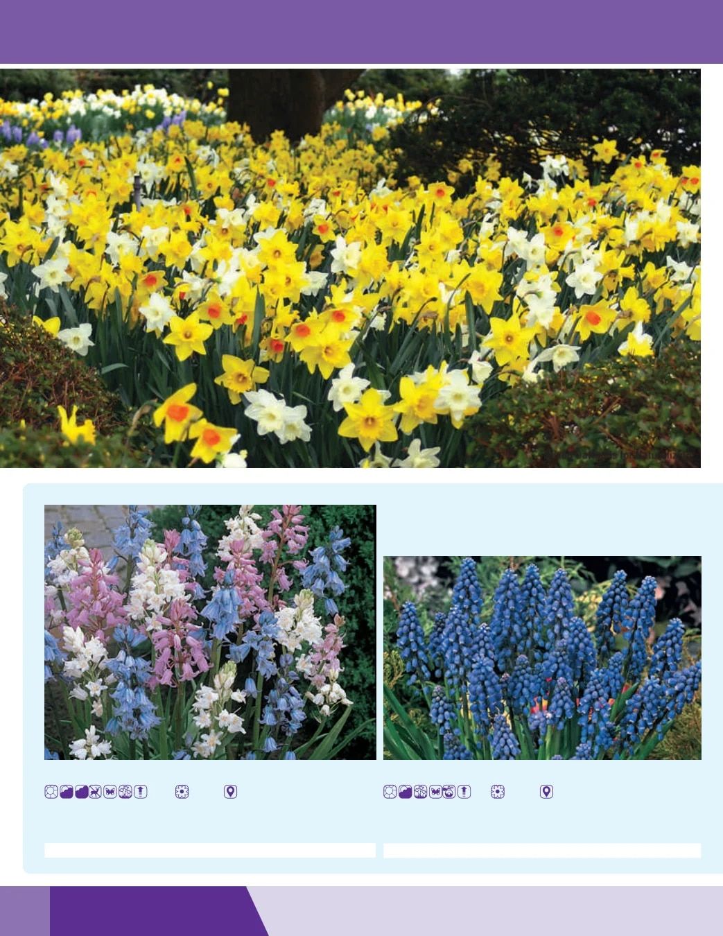 K. van Bourgondien Fall 2026 Catalog Weekly Ad July 1 - December 31, 2026