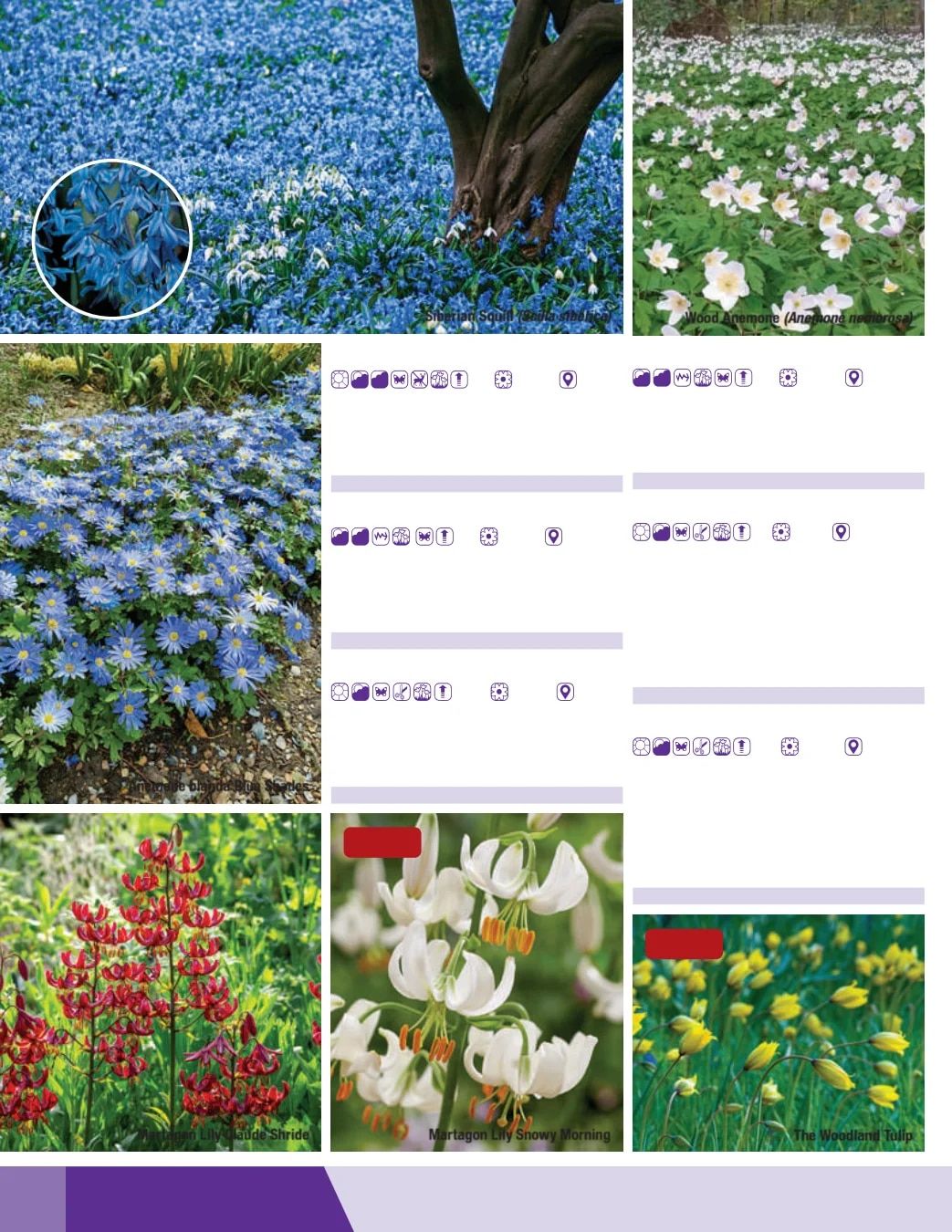 K. van Bourgondien Fall 2026 Catalog Weekly Ad July 1 - December 31, 2026