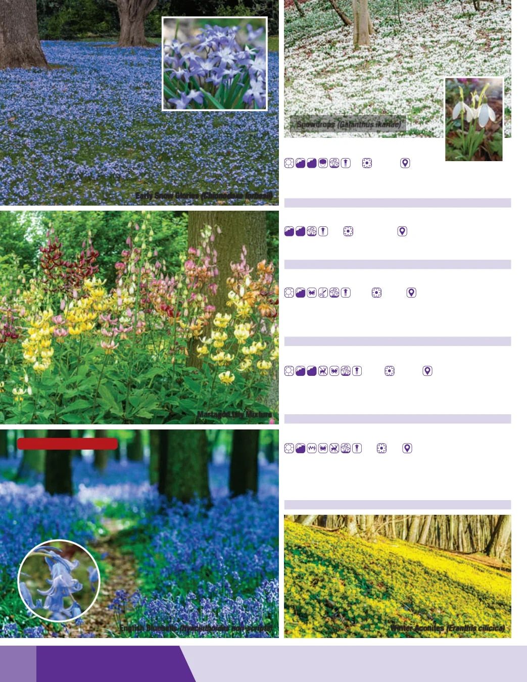 K. van Bourgondien Fall 2026 Catalog Weekly Ad July 1 - December 31, 2026