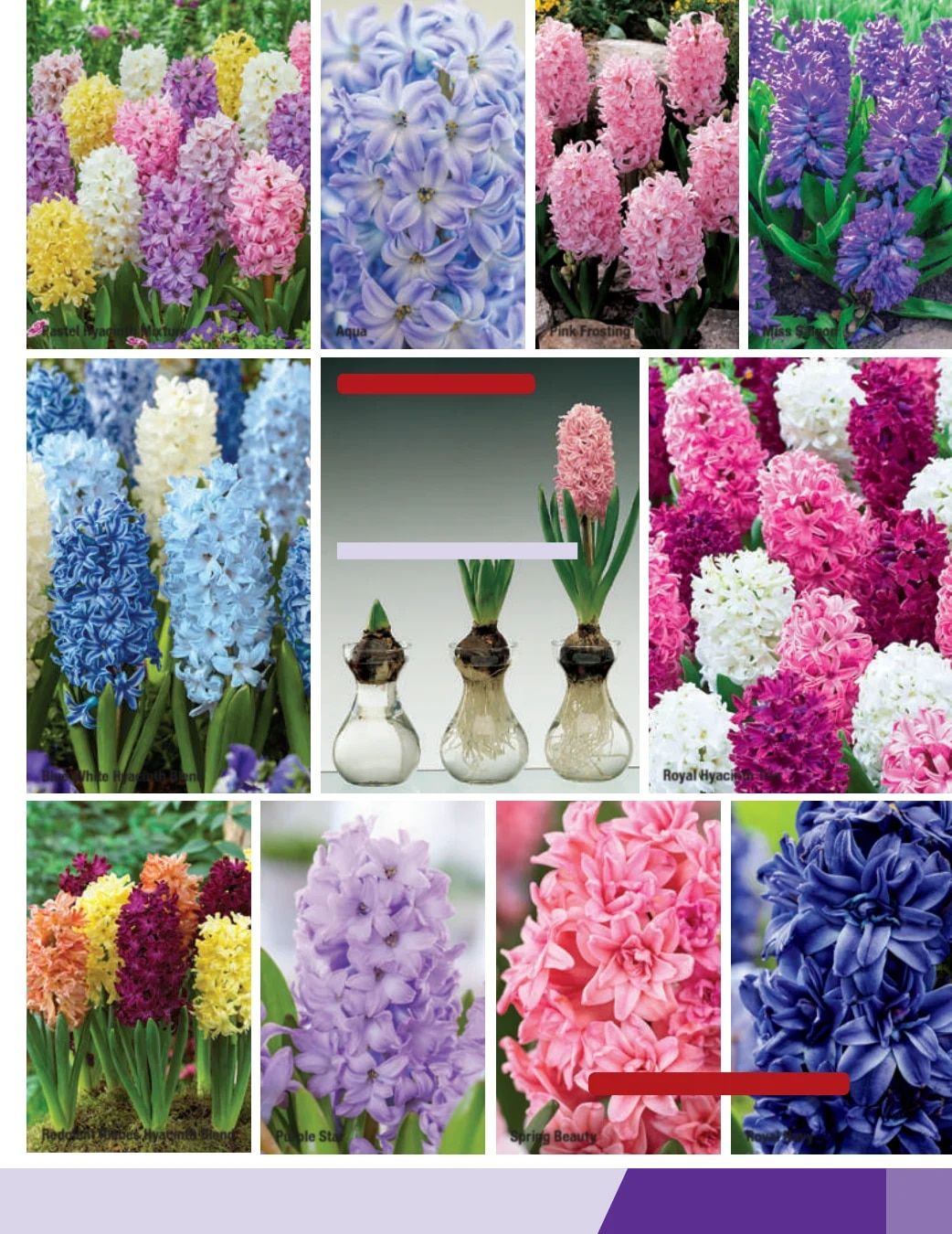 K. van Bourgondien Fall 2026 Catalog Weekly Ad July 1 - December 31, 2026