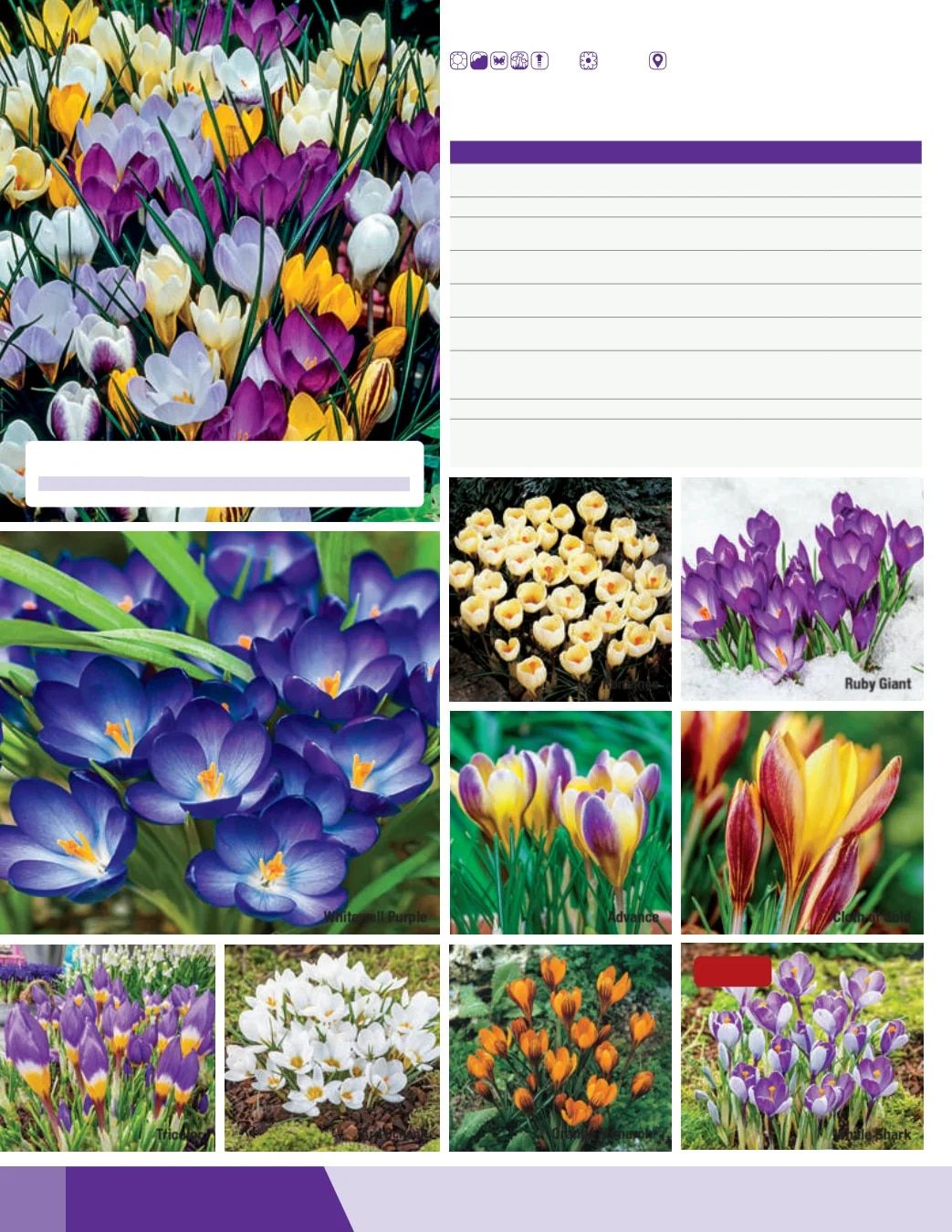 K. van Bourgondien Fall 2026 Catalog Weekly Ad July 1 - December 31, 2026