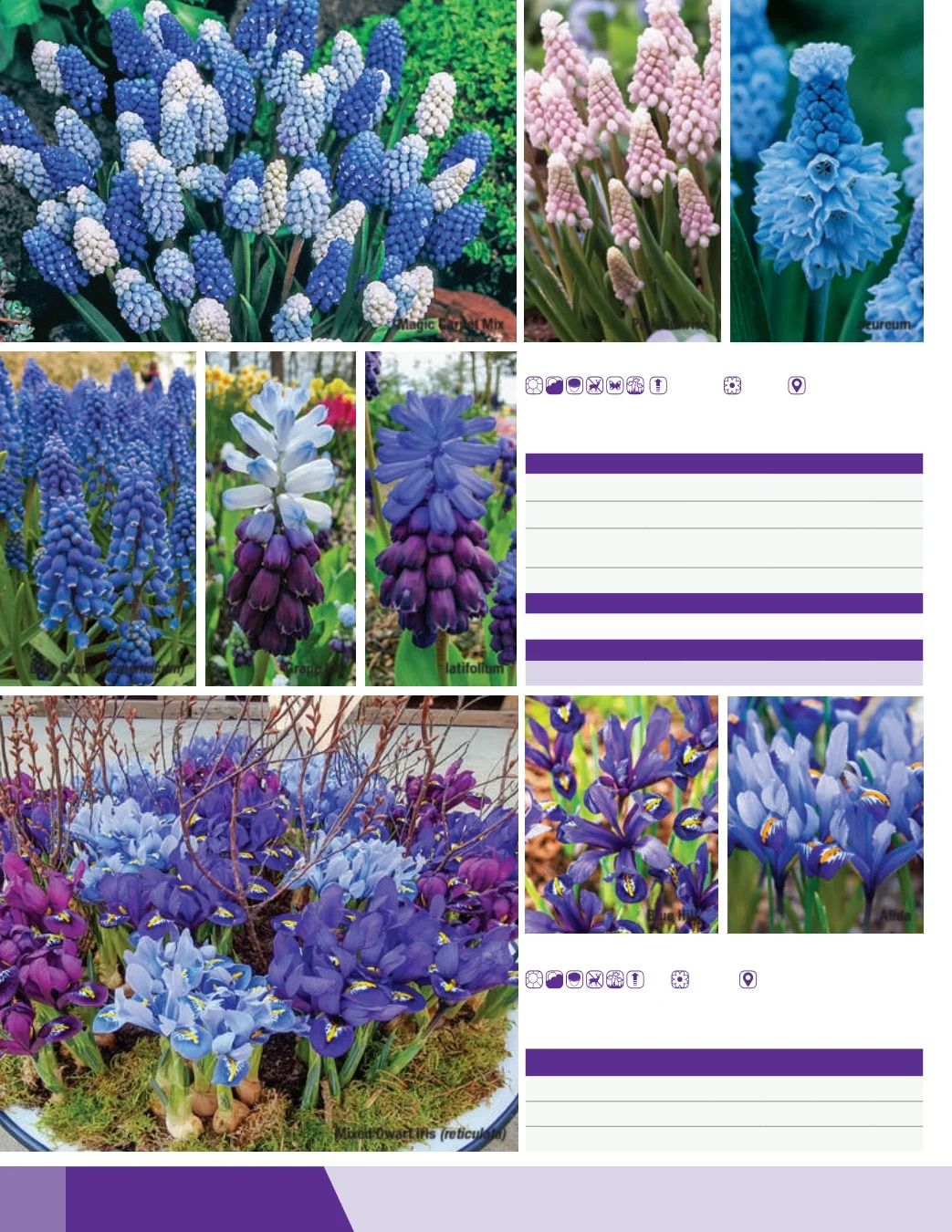 K. van Bourgondien Fall 2026 Catalog Weekly Ad July 1 - December 31, 2026