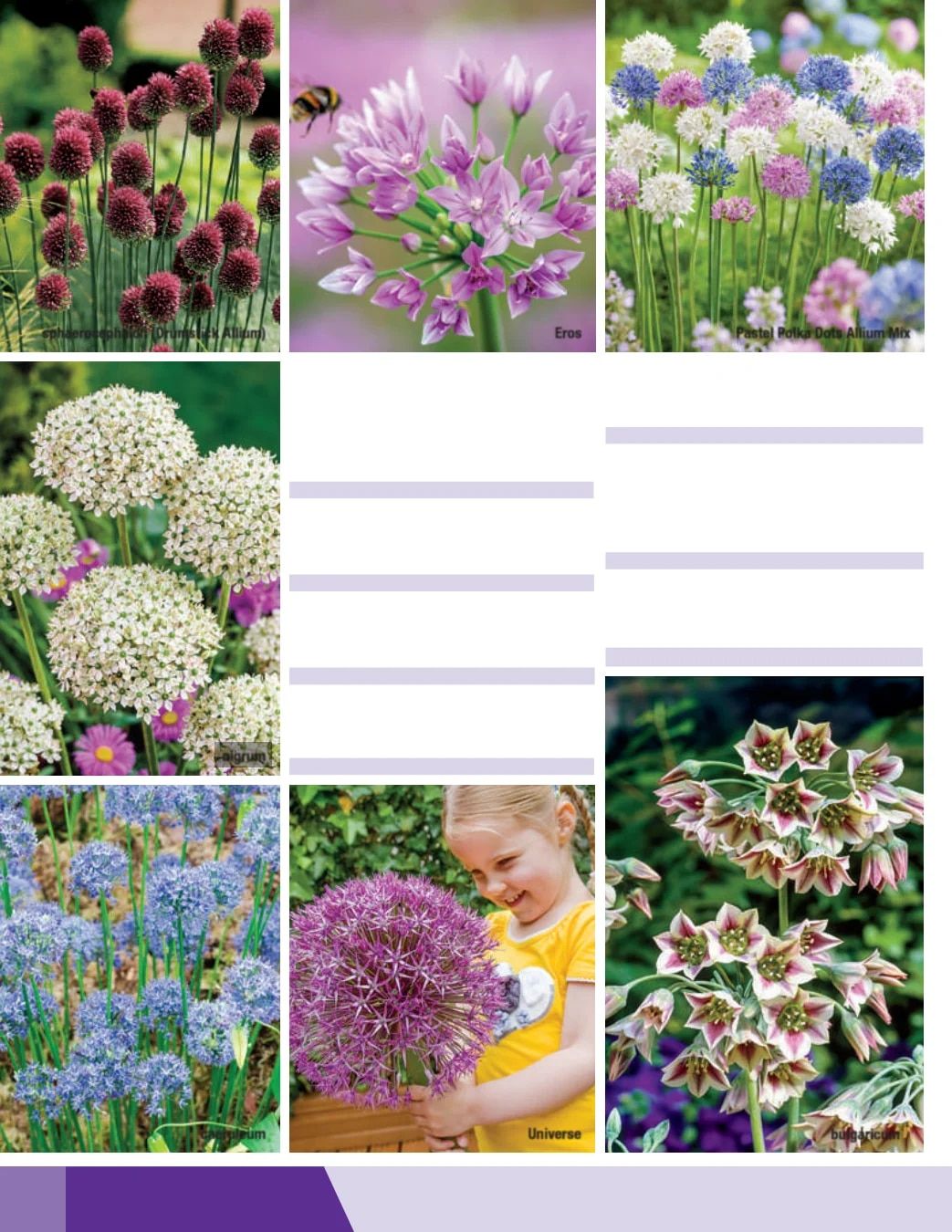 K. van Bourgondien Fall 2026 Catalog Weekly Ad July 1 - December 31, 2026