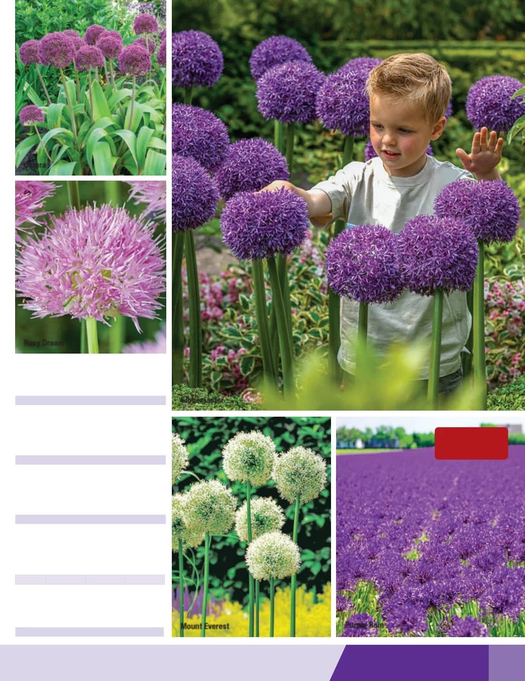 K. van Bourgondien Fall 2026 Catalog Weekly Ad July 1 - December 31, 2026