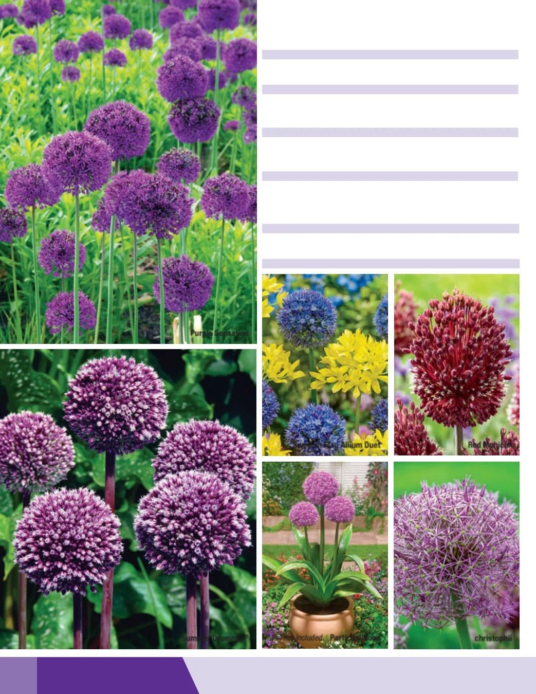 K. van Bourgondien Fall 2026 Catalog Weekly Ad July 1 - December 31, 2026