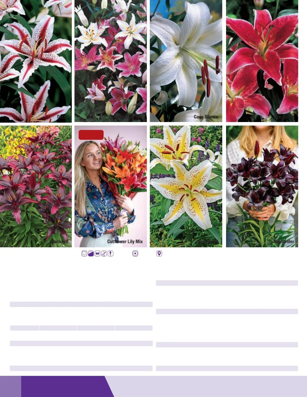 K. van Bourgondien Fall 2026 Catalog Weekly Ad July 1 - December 31, 2026