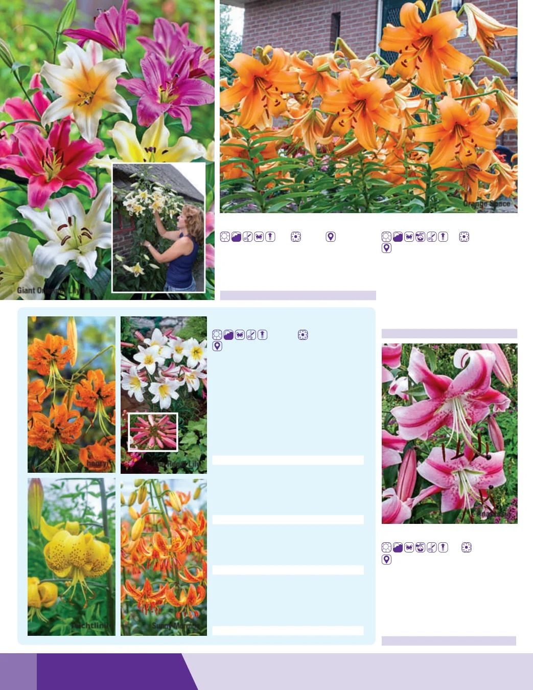 K. van Bourgondien Fall 2026 Catalog Weekly Ad July 1 - December 31, 2026