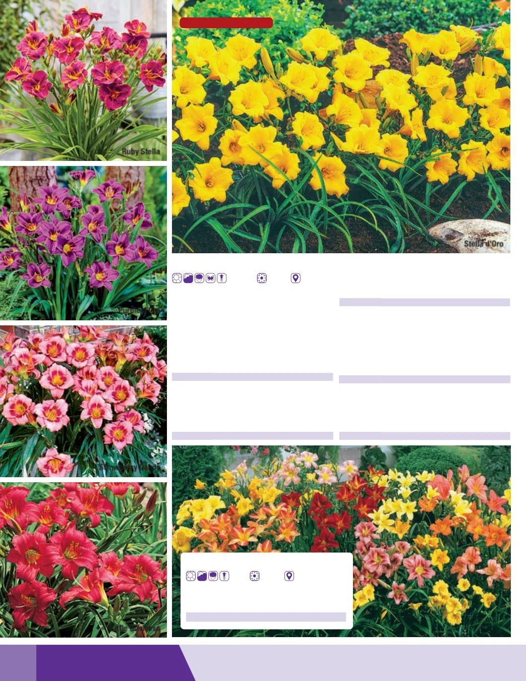 K. van Bourgondien Fall 2026 Catalog Weekly Ad July 1 - December 31, 2026