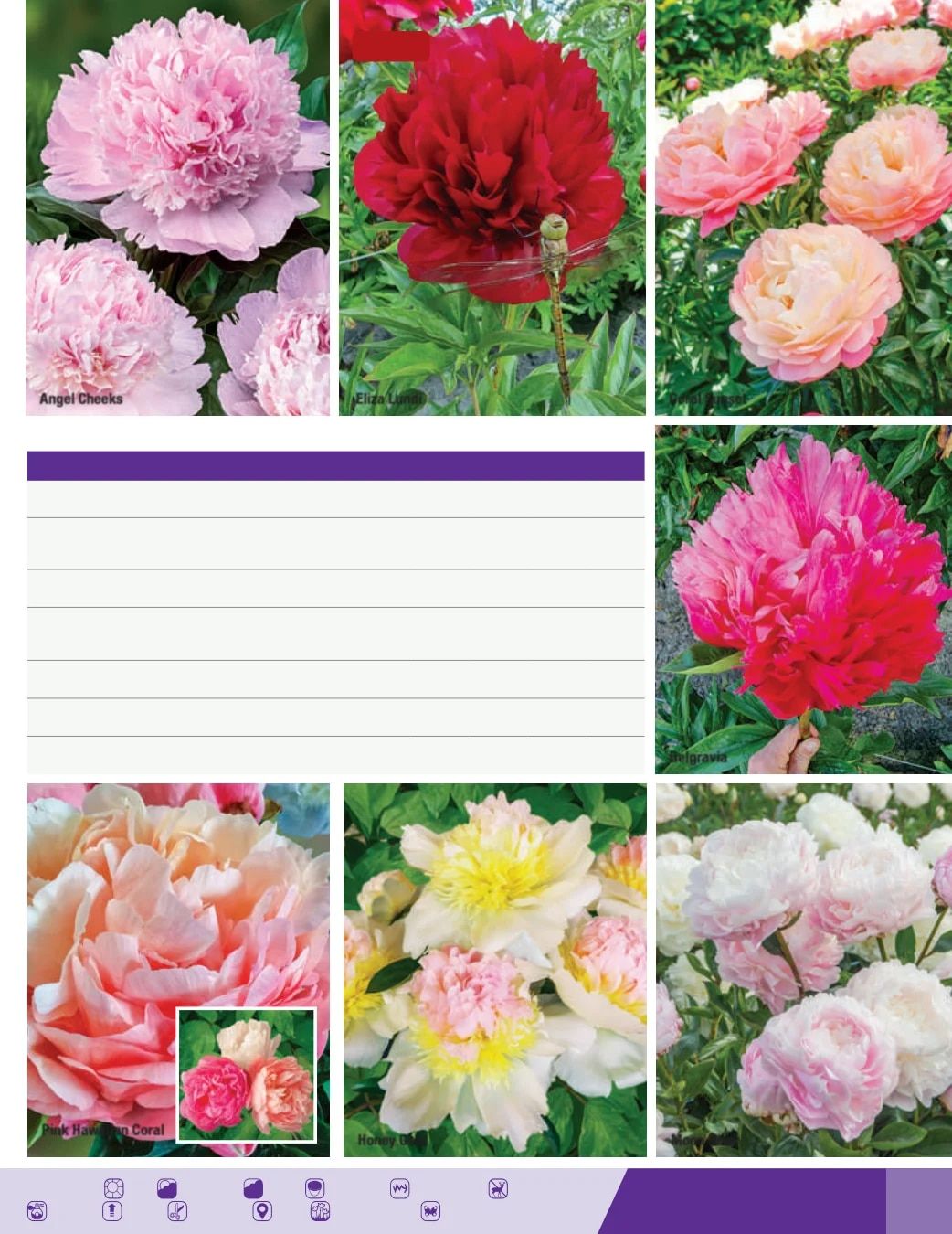 K. van Bourgondien Fall 2026 Catalog Weekly Ad July 1 - December 31, 2026