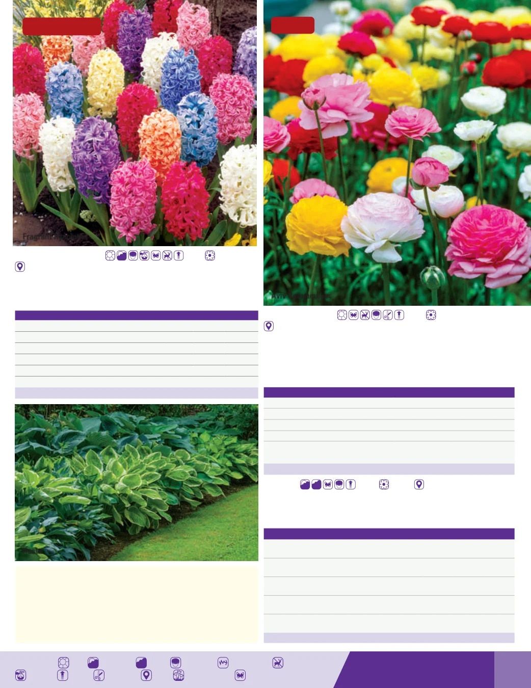 K. van Bourgondien Fall 2026 Catalog Weekly Ad July 1 - December 31, 2026