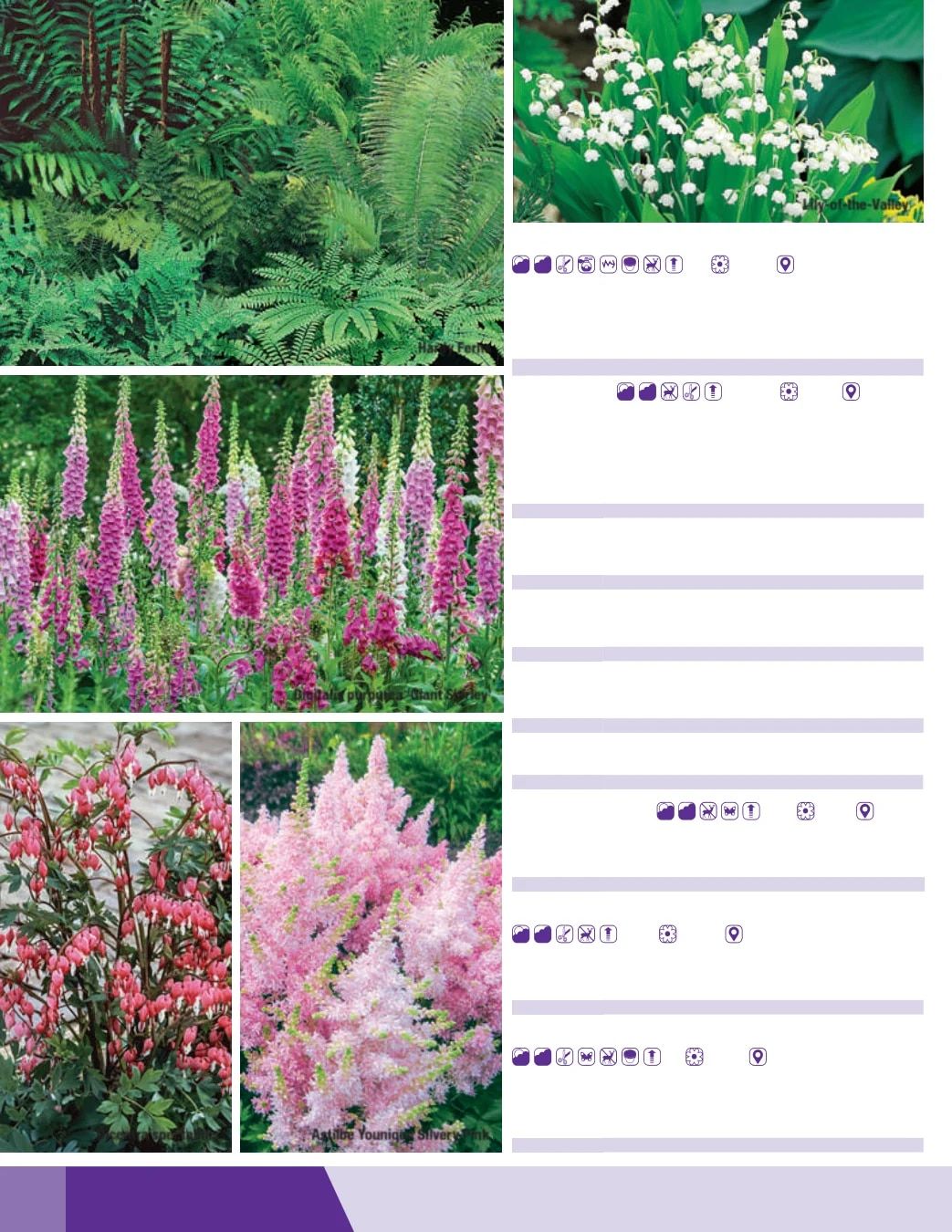 K. van Bourgondien Fall 2026 Catalog Weekly Ad July 1 - December 31, 2026