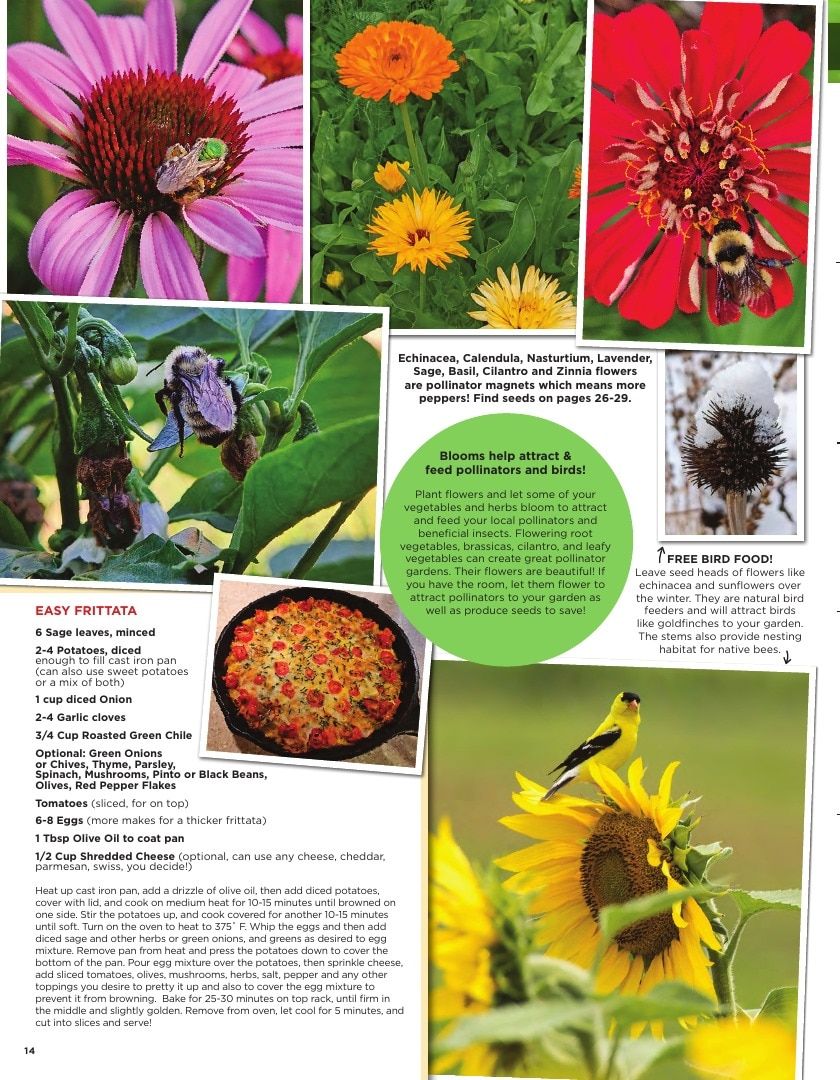 Sandia Seed Company Seed Catalog Weekly Ad January 1 - December 31, 2026