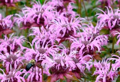 Intrinsic Perennial Gardens Plant Introductions Catalog Weekly Ad January 1 - December 31, 2026
