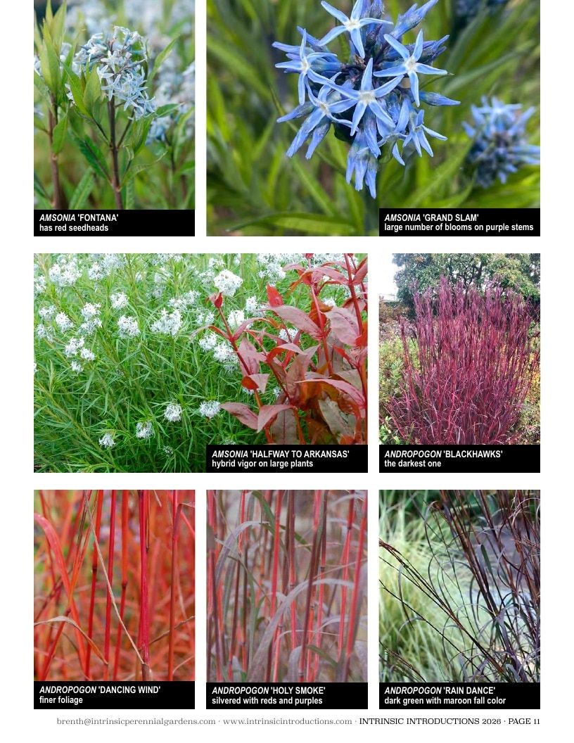 Intrinsic Perennial Gardens Plant Introductions Catalog Weekly Ad January 1 - December 31, 2026