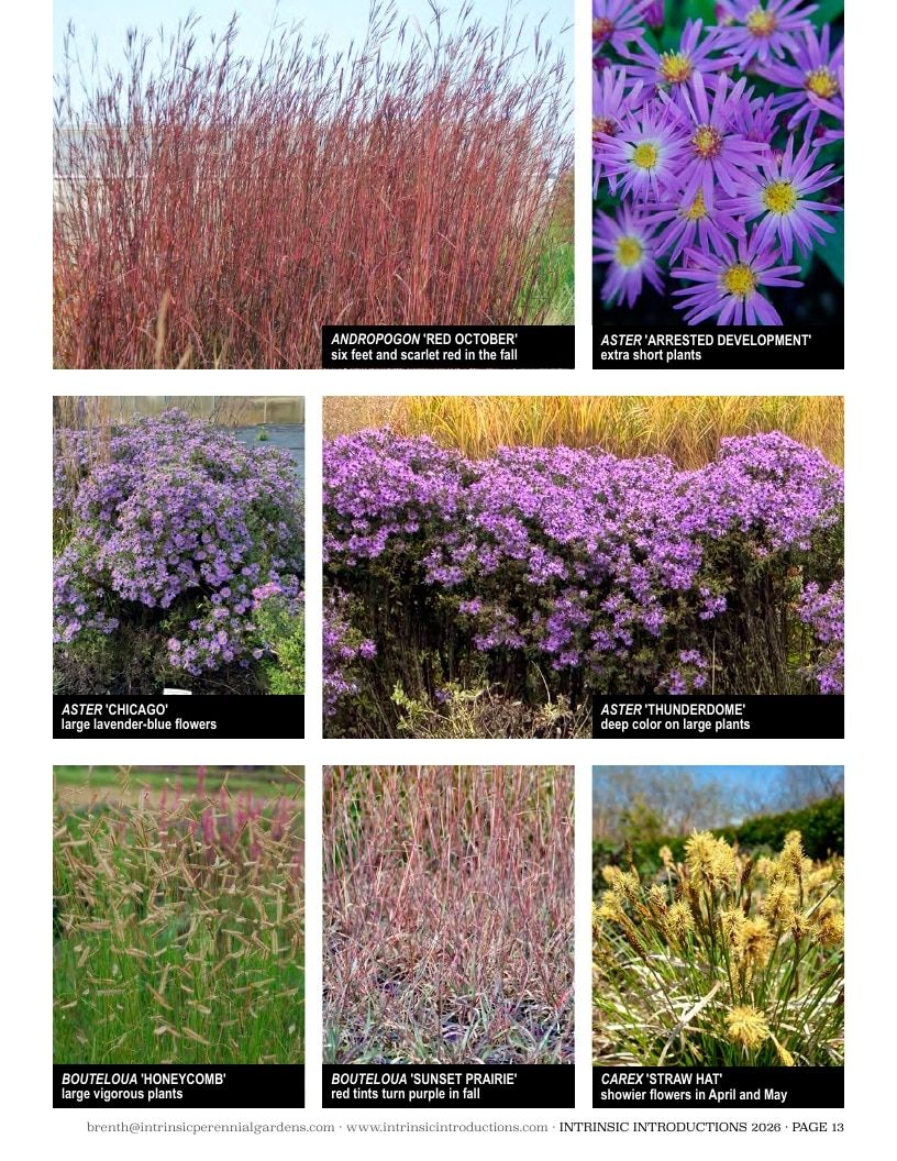 Intrinsic Perennial Gardens Plant Introductions Catalog Weekly Ad January 1 - December 31, 2026