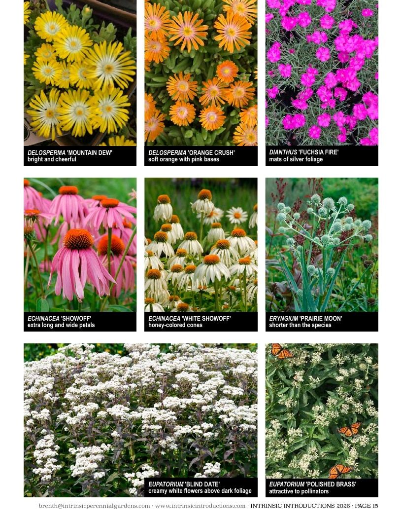 Intrinsic Perennial Gardens Plant Introductions Catalog Weekly Ad January 1 - December 31, 2026