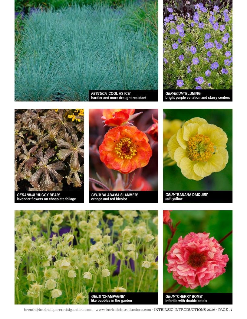 Intrinsic Perennial Gardens Plant Introductions Catalog Weekly Ad January 1 - December 31, 2026