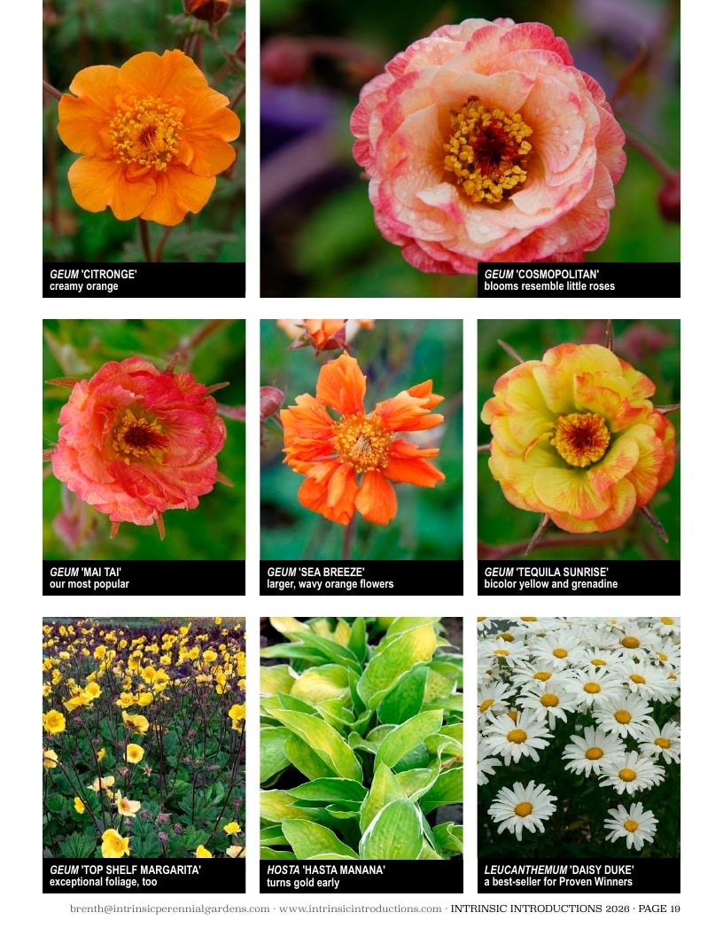 Intrinsic Perennial Gardens Plant Introductions Catalog Weekly Ad January 1 - December 31, 2026