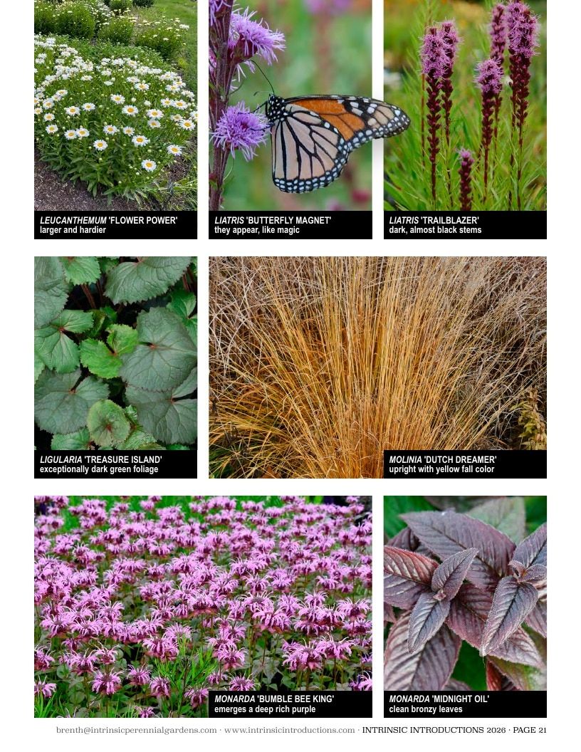 Intrinsic Perennial Gardens Plant Introductions Catalog Weekly Ad January 1 - December 31, 2026