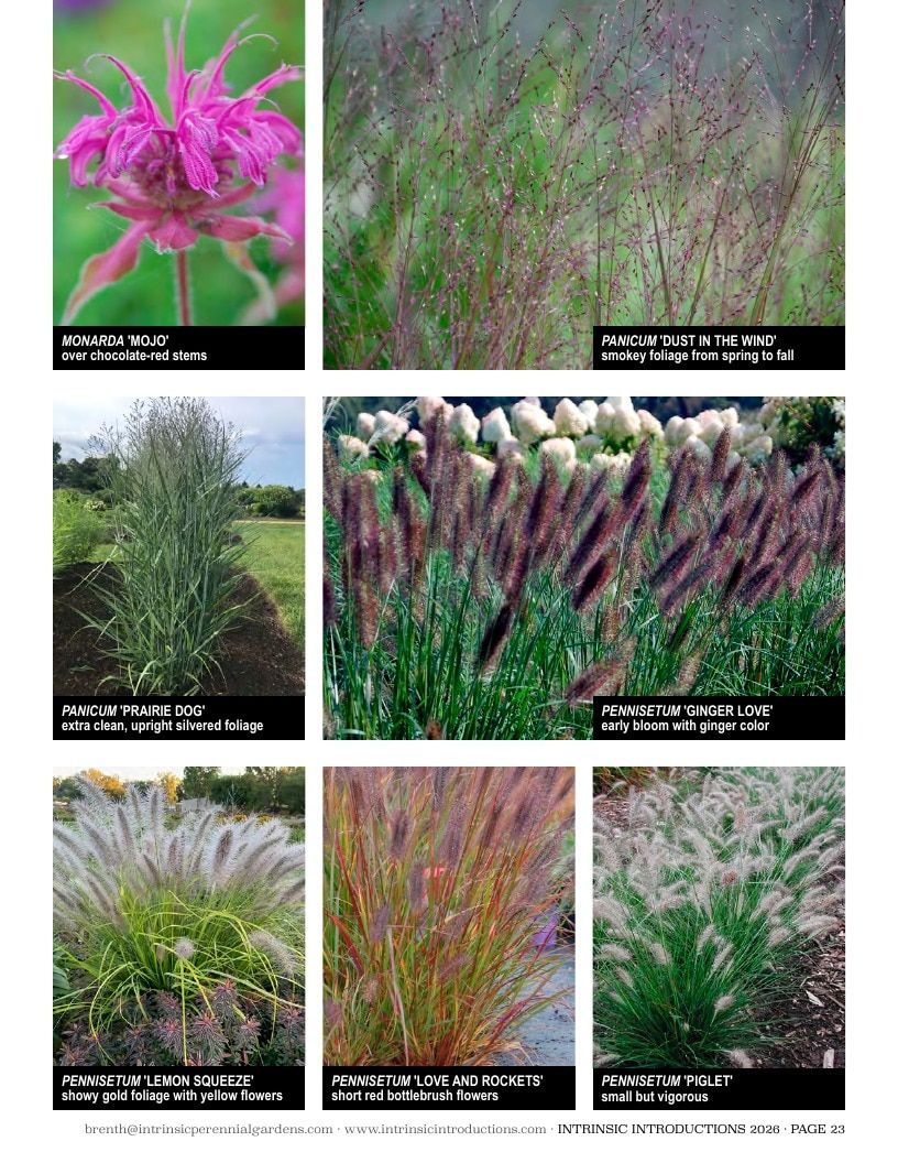 Intrinsic Perennial Gardens Plant Introductions Catalog Weekly Ad January 1 - December 31, 2026