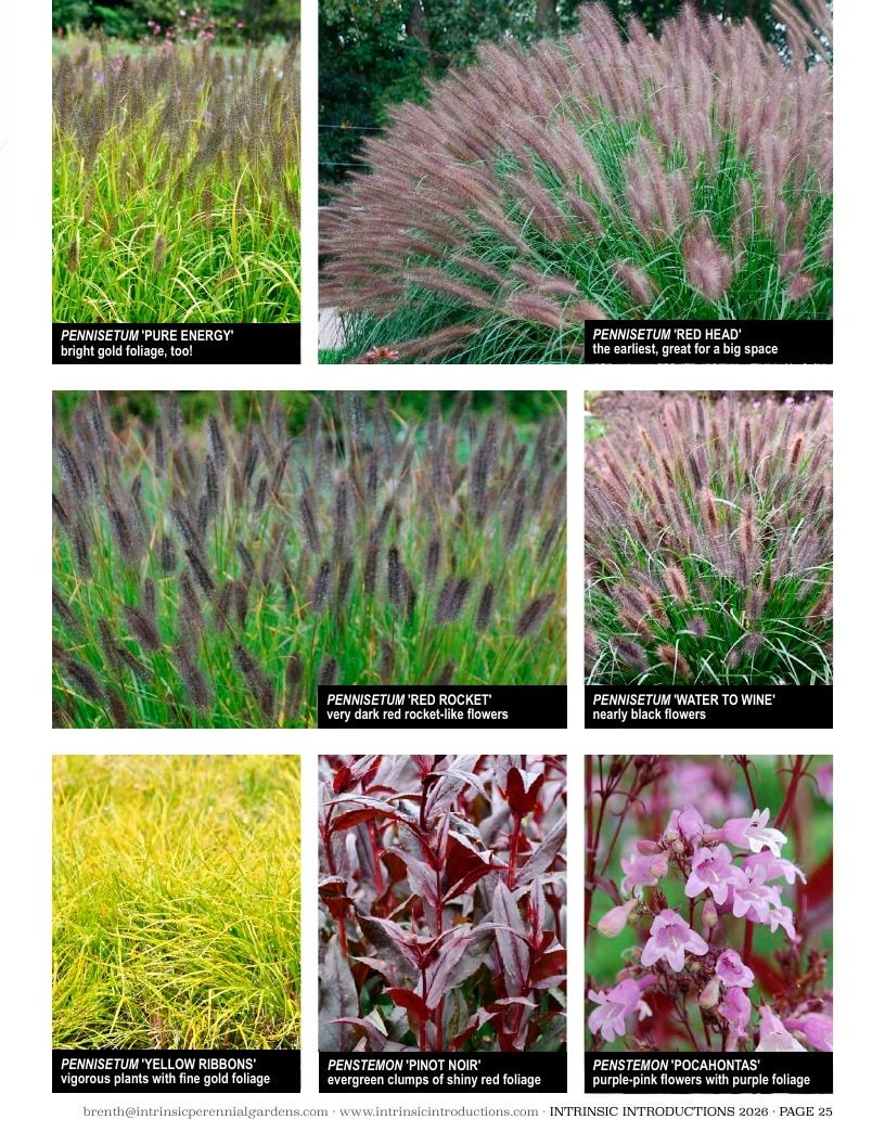 Intrinsic Perennial Gardens Plant Introductions Catalog Weekly Ad January 1 - December 31, 2026
