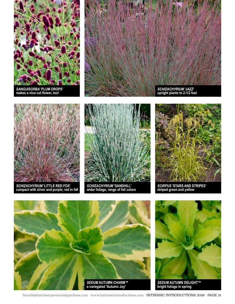 Intrinsic Perennial Gardens Plant Introductions Catalog Weekly Ad January 1 - December 31, 2026