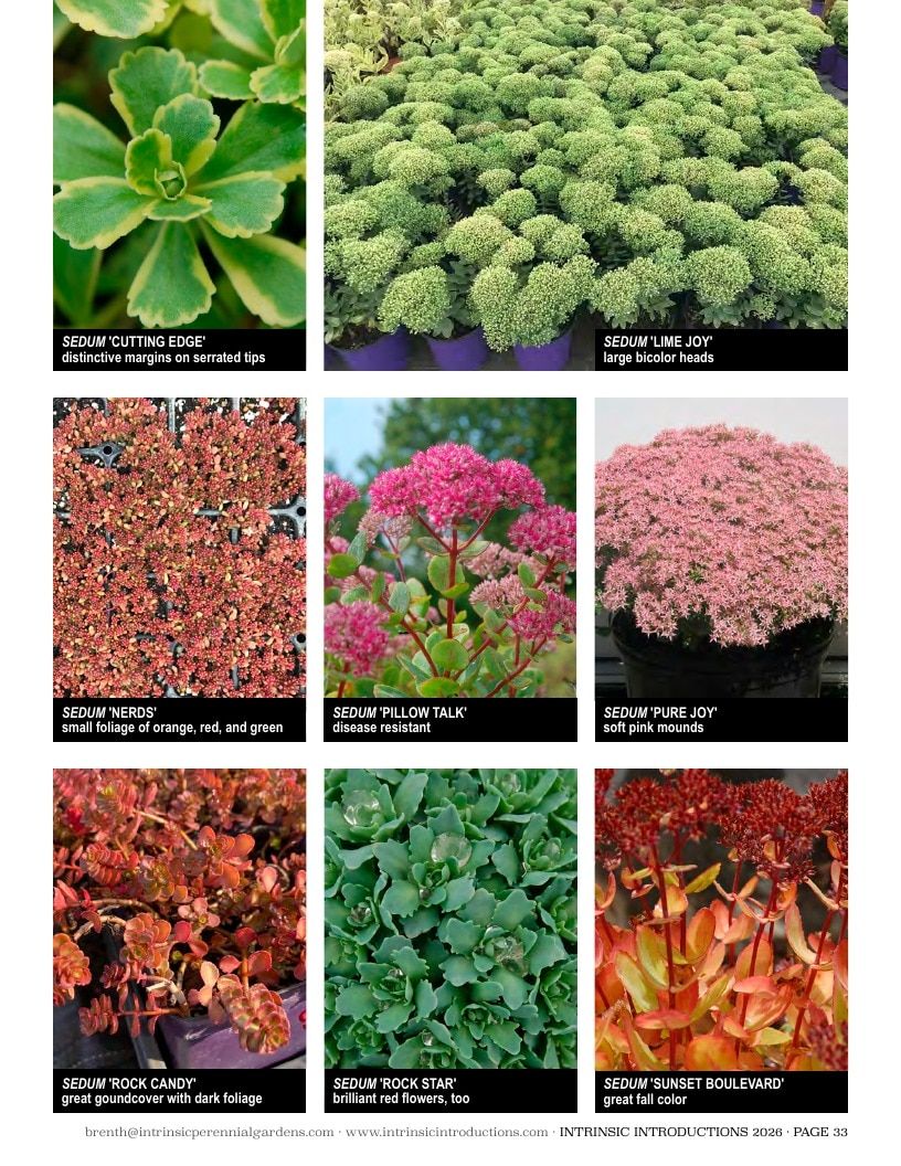 Intrinsic Perennial Gardens Plant Introductions Catalog Weekly Ad January 1 - December 31, 2026