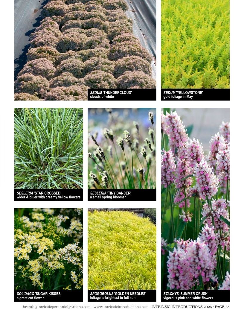 Intrinsic Perennial Gardens Plant Introductions Catalog Weekly Ad January 1 - December 31, 2026