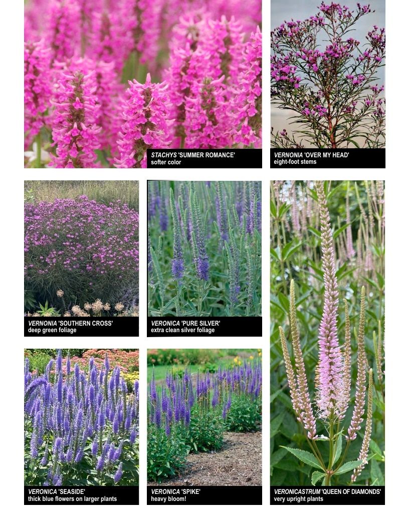 Intrinsic Perennial Gardens Plant Introductions Catalog Weekly Ad January 1 - December 31, 2026