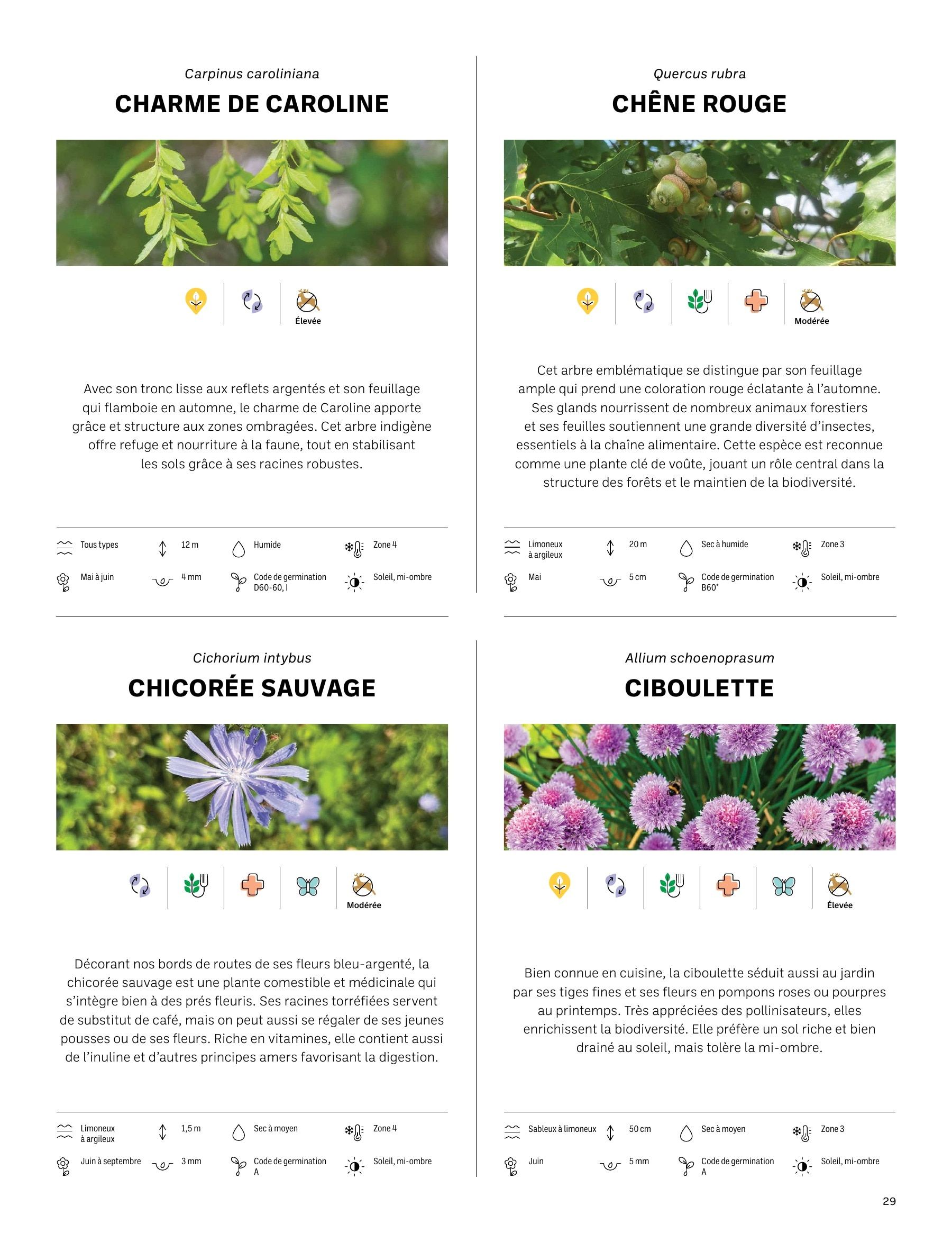 Akène Detailed Seed Catalog Weekly Ad January 1 - December 31, 2026