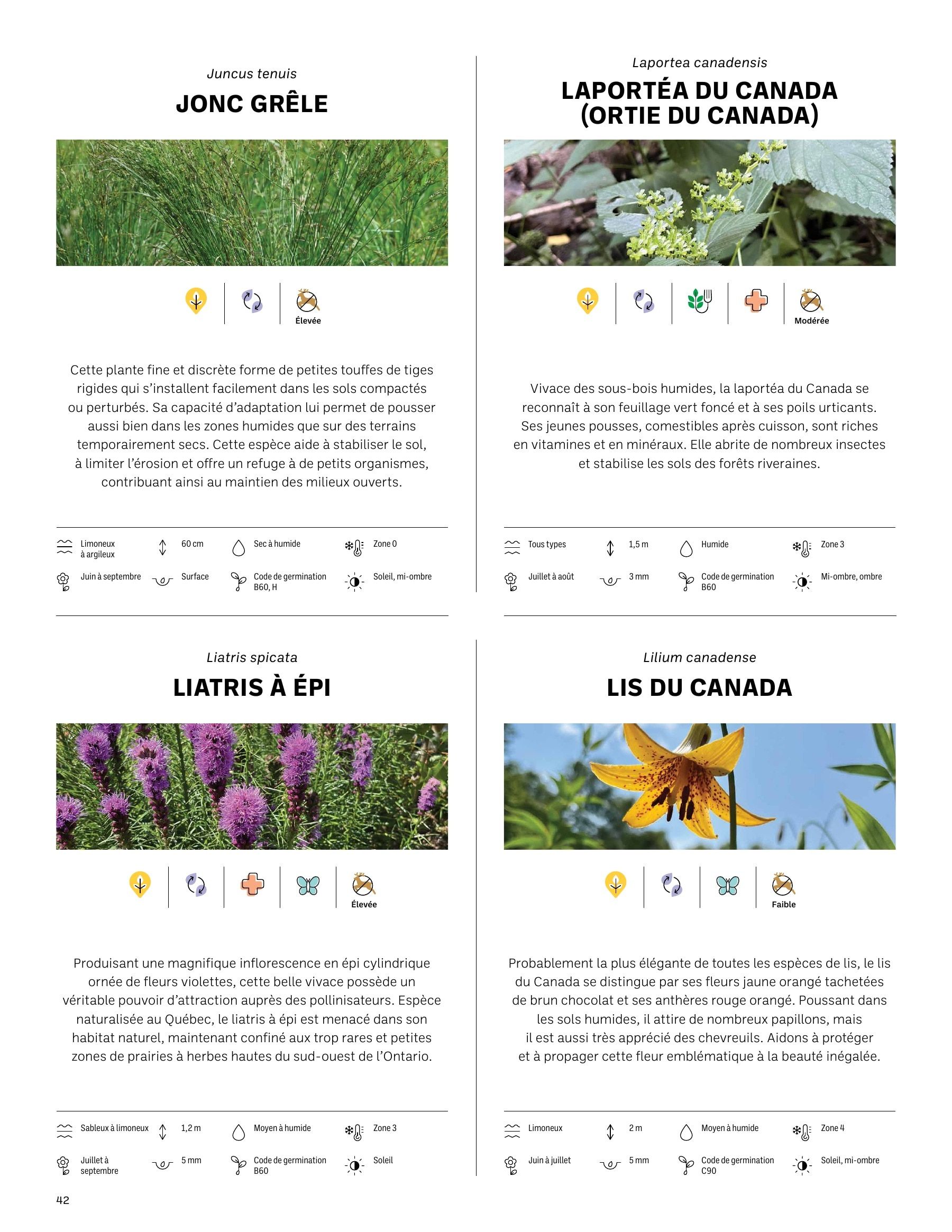 Akène Detailed Seed Catalog Weekly Ad January 1 - December 31, 2026
