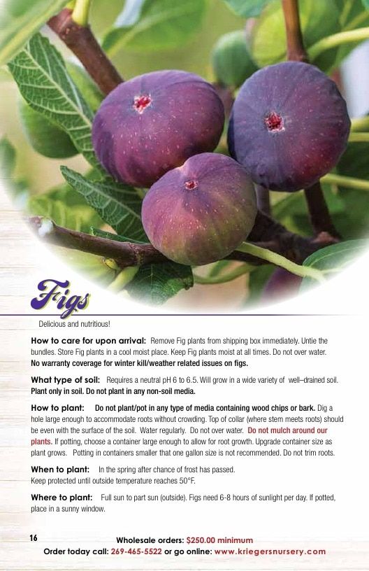 Krieger's Wholesale Nursery Wholesale Nursery Catalog Weekly Ad January 1 - December 31, 2026