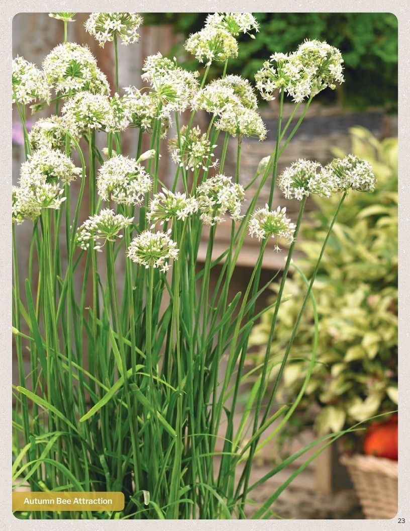 Proven Harvest Vegetable and Herb Catalog Weekly Ad January 1 - December 31, 2026