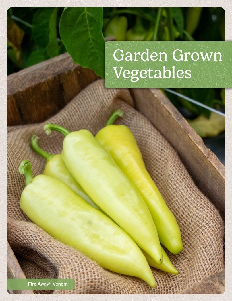 Proven Harvest Vegetable and Herb Catalog Weekly Ad January 1 - December 31, 2026