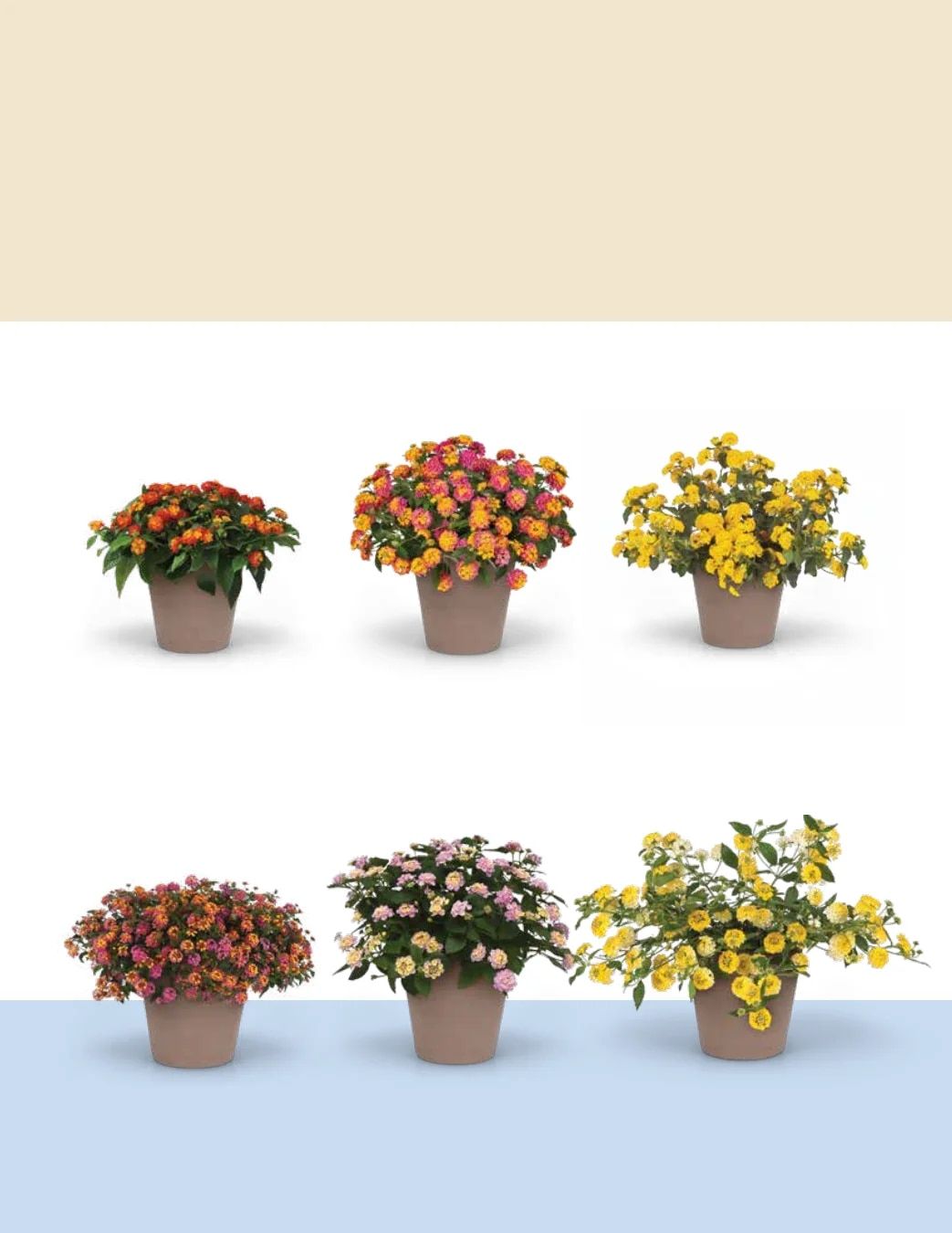 Ball FloraPlant Plants Catalog Weekly Ad January 1 - December 31, 2027