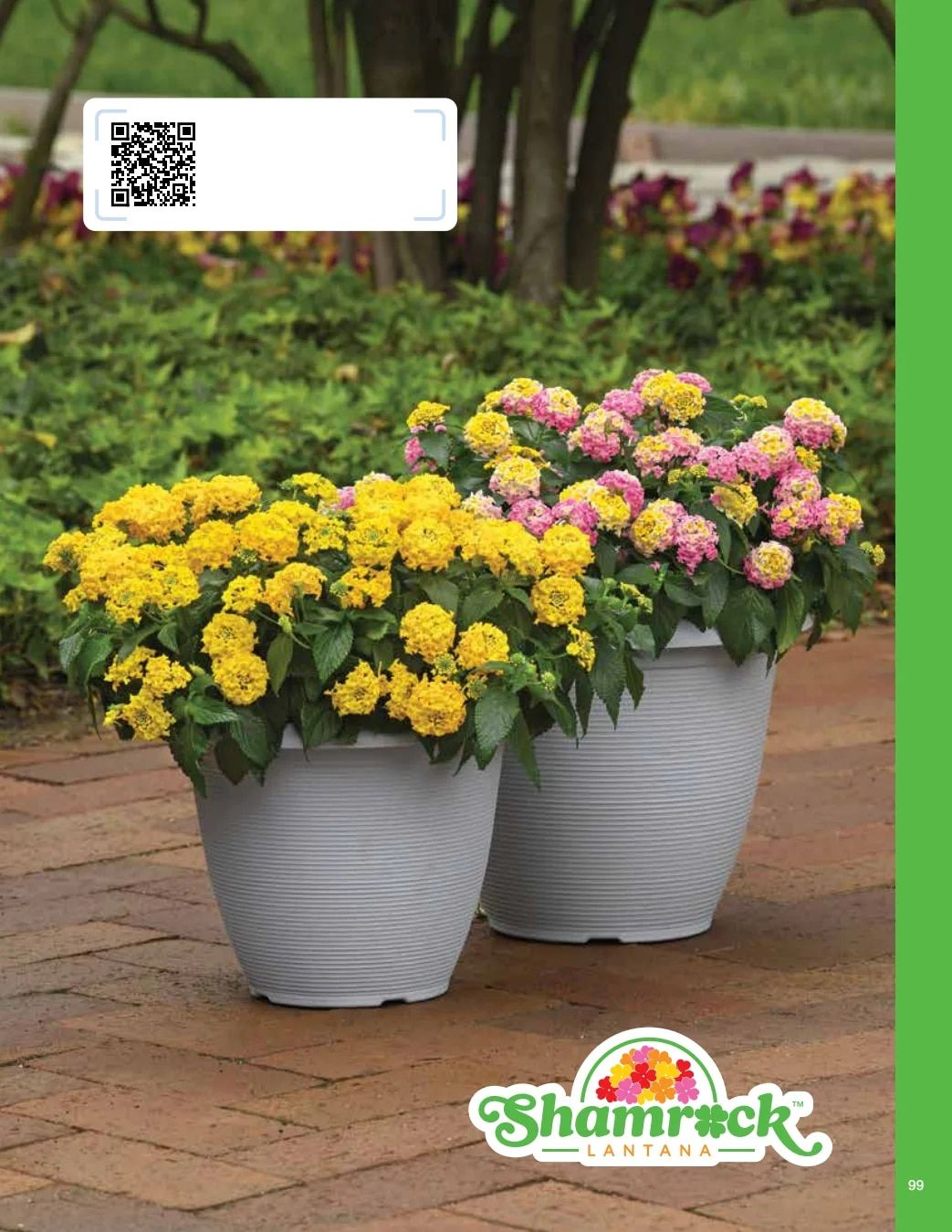 Ball FloraPlant Plants Catalog Weekly Ad January 1 - December 31, 2027