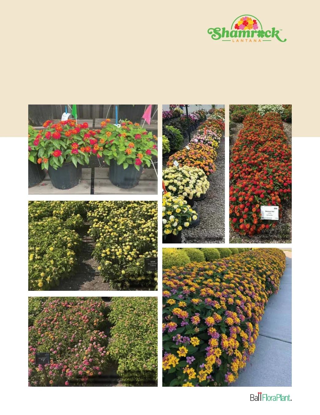 Ball FloraPlant Plants Catalog Weekly Ad January 1 - December 31, 2027