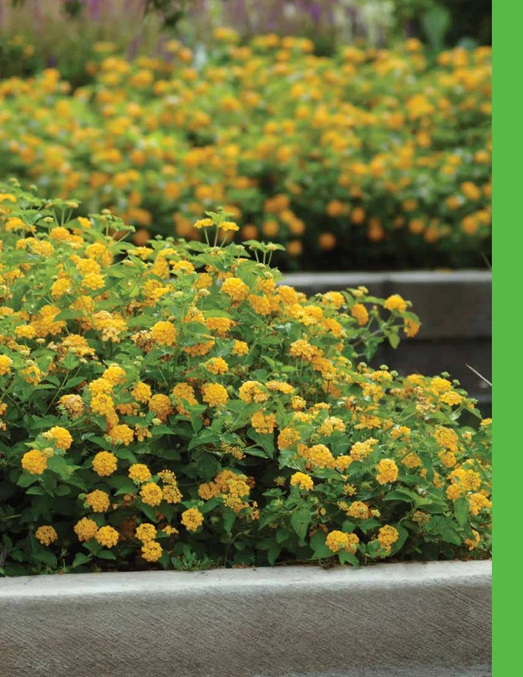 Ball FloraPlant Plants Catalog Weekly Ad January 1 - December 31, 2027