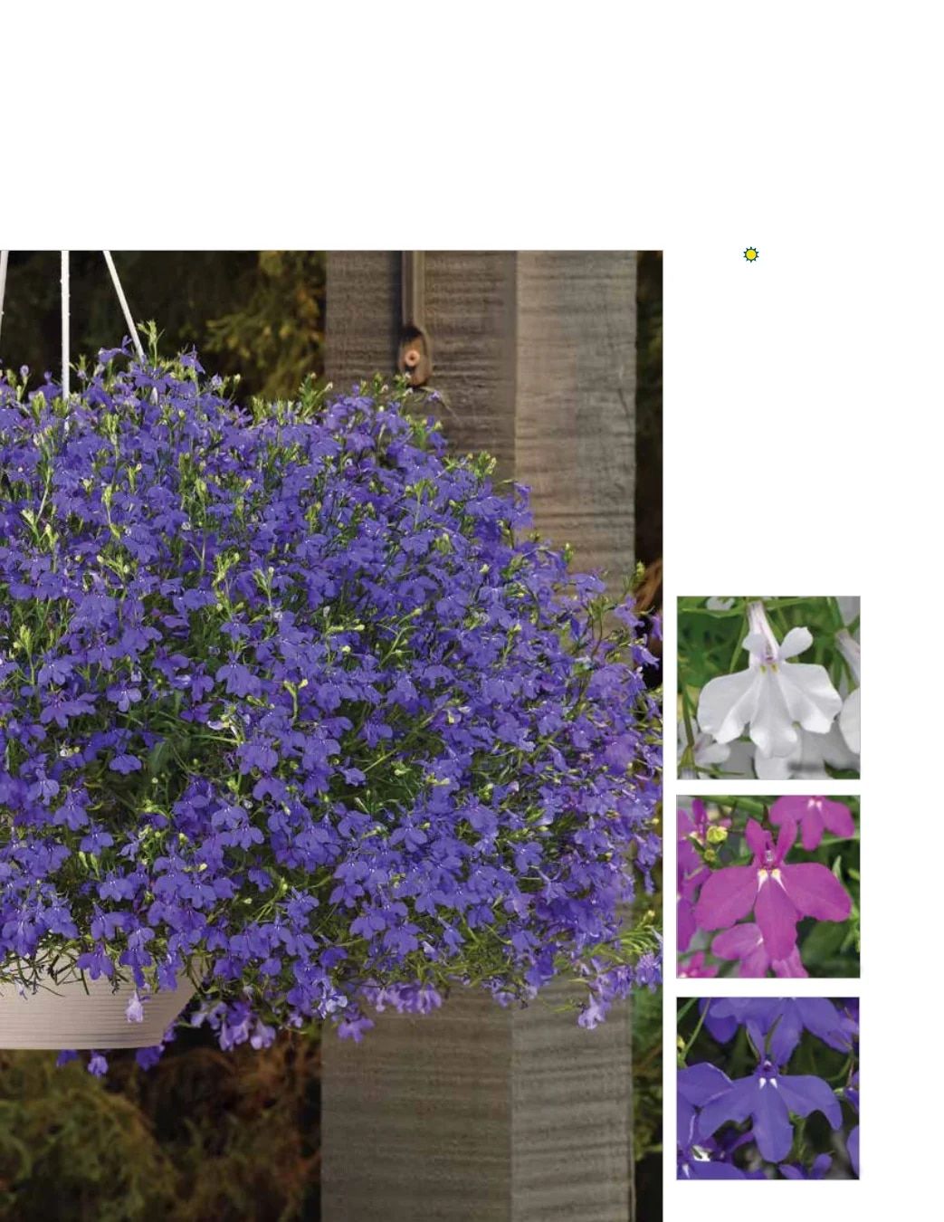 Ball FloraPlant Plants Catalog Weekly Ad January 1 - December 31, 2027