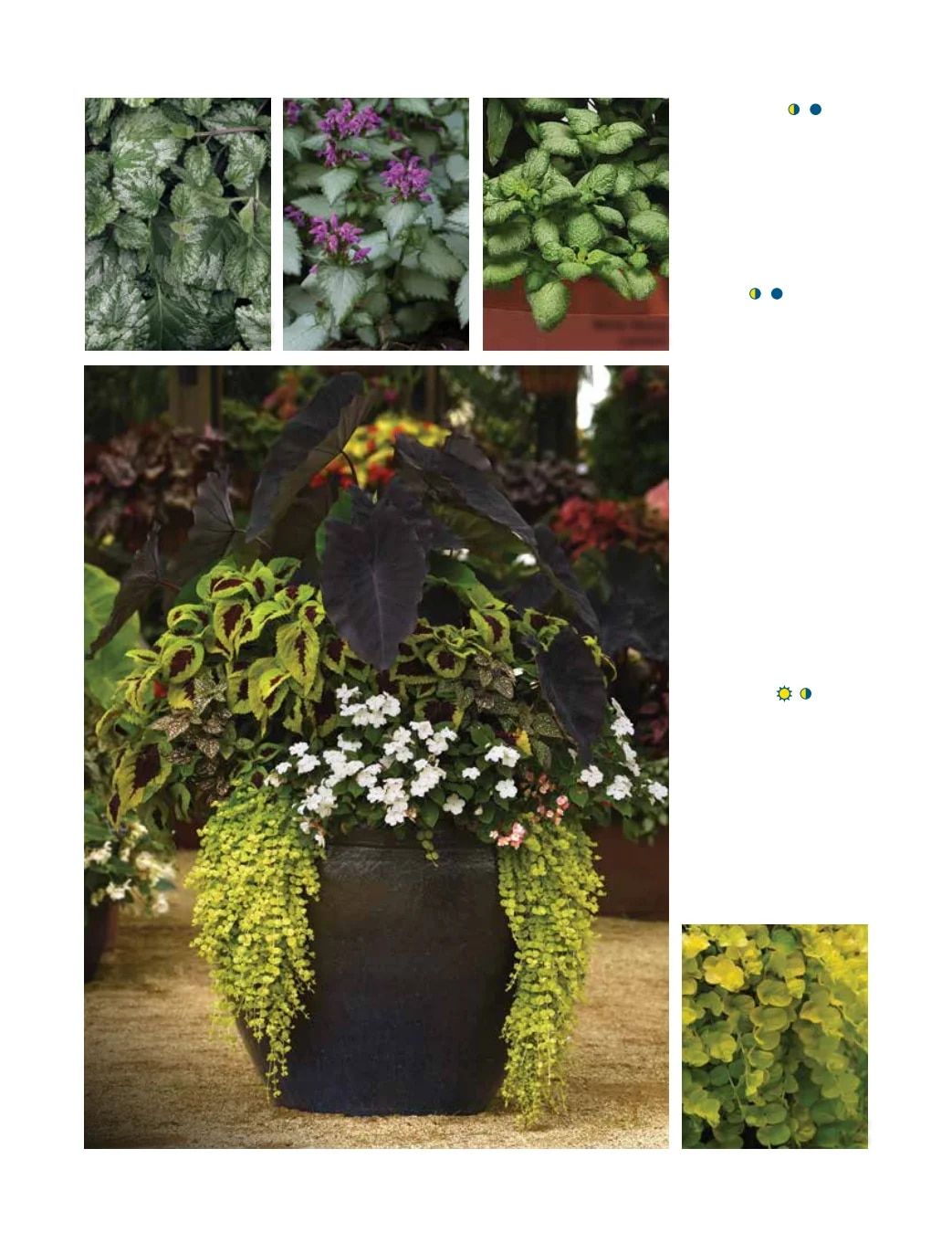 Ball FloraPlant Plants Catalog Weekly Ad January 1 - December 31, 2027