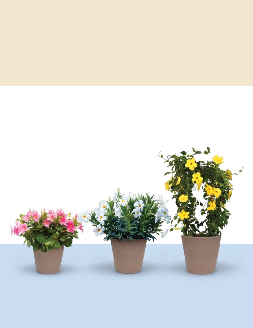 Ball FloraPlant Plants Catalog Weekly Ad January 1 - December 31, 2027