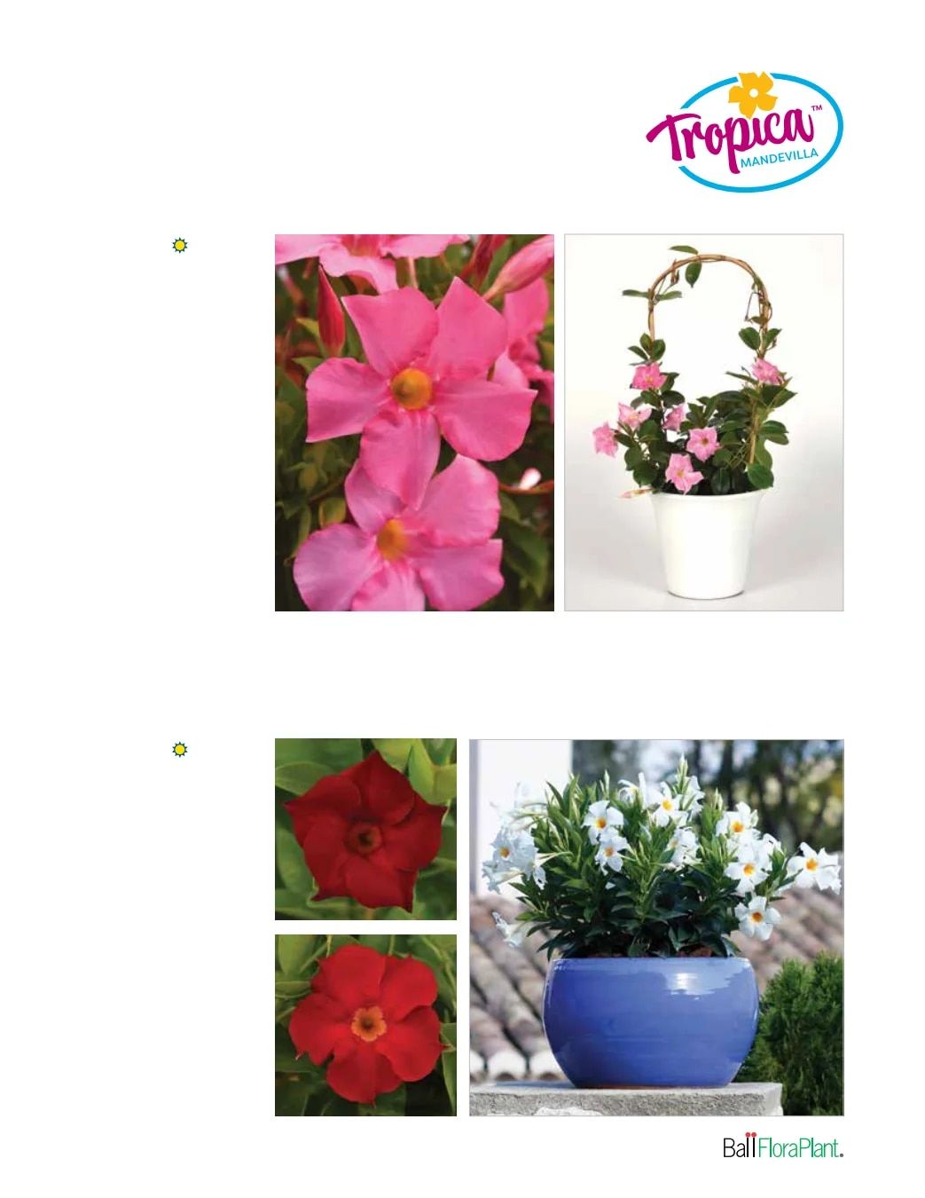 Ball FloraPlant Plants Catalog Weekly Ad January 1 - December 31, 2027