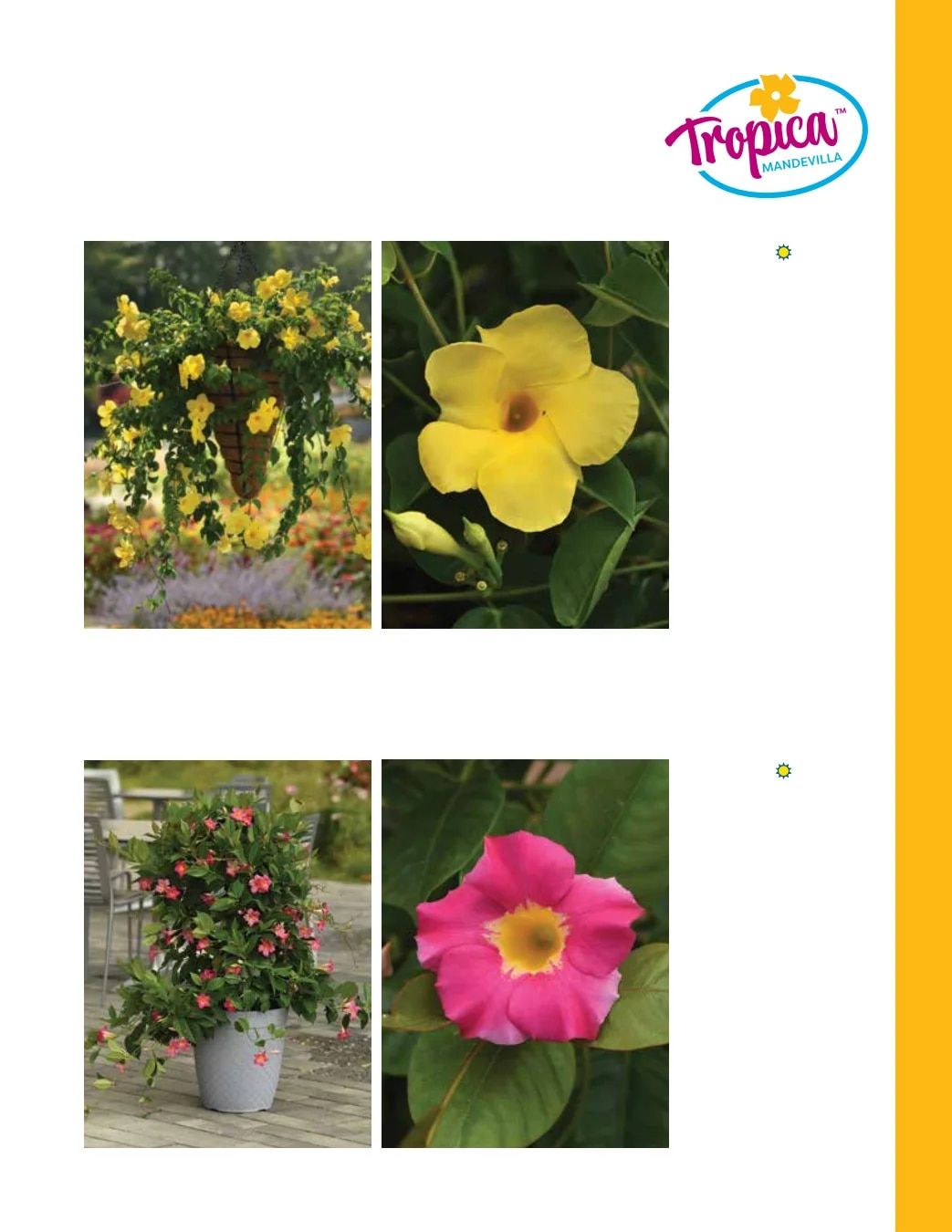 Ball FloraPlant Plants Catalog Weekly Ad January 1 - December 31, 2027